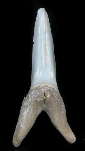 Large Sand Shark (Striatolamia) Tooth - Kazakhstan #34566
